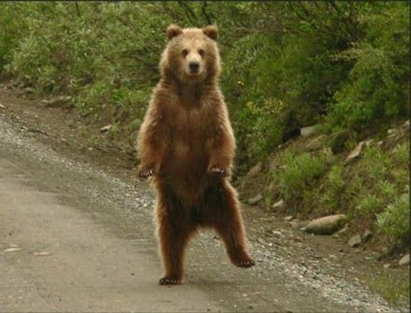 Yes, there are dancing bears in the area!