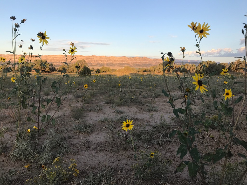 Campsite in Escalante