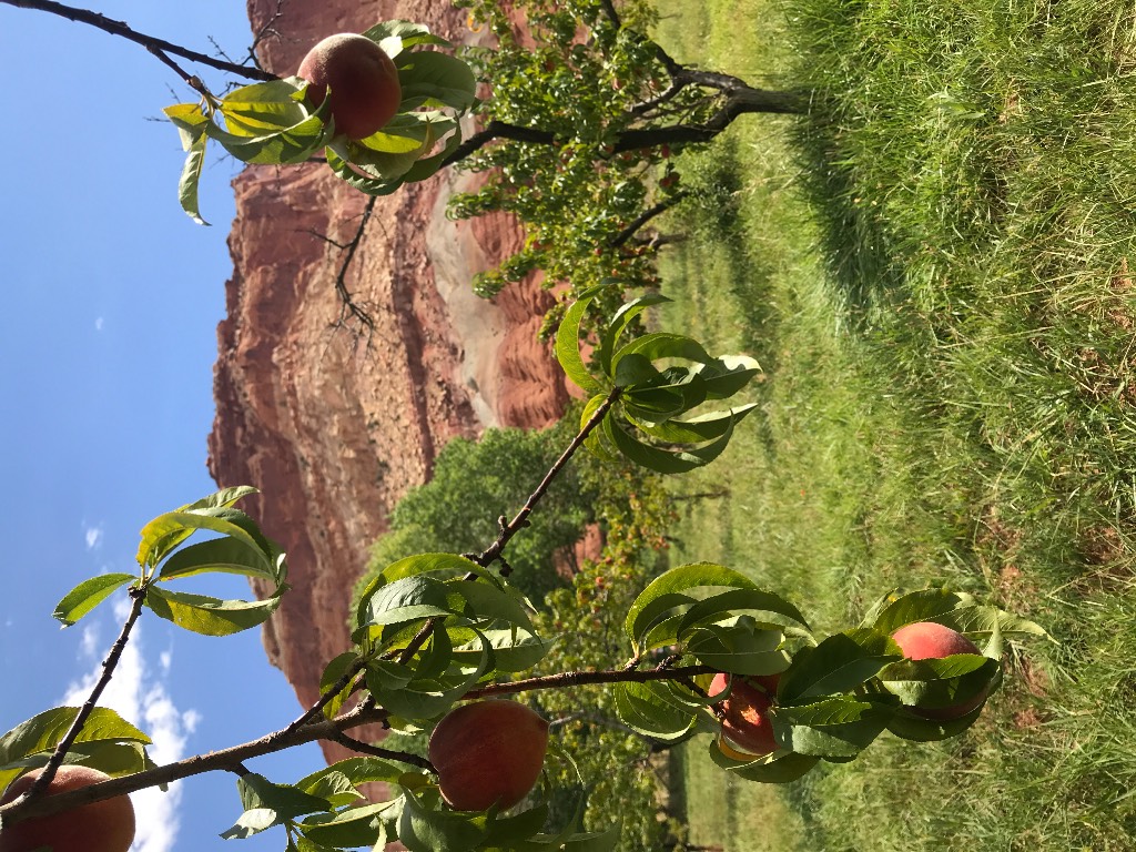 Orchards in Capital Reef