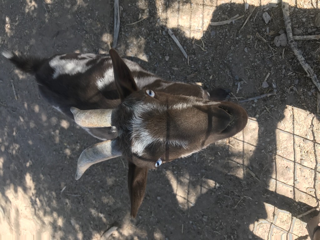 Goat we befriended at strange roadside attraction