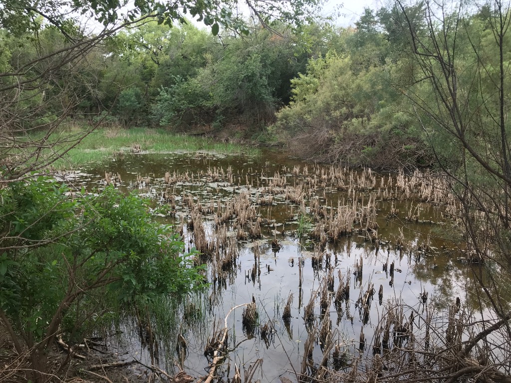 Swamp next to our campsite