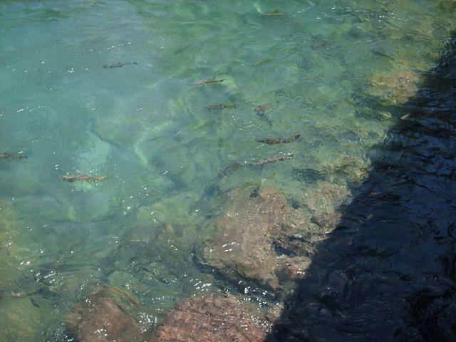 Rainbow Trout At The Head Of The Truckee River Outlet Of Lake Tahoe