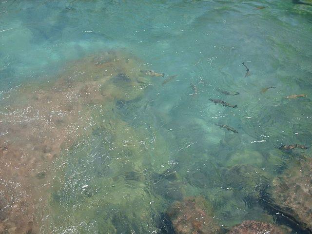 More Trout, About 50 Of Them