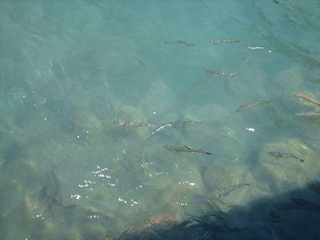 The Trout