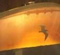 tankbirdedit