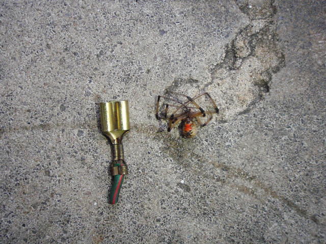 Found living inside the left rear saddlebag lightbar