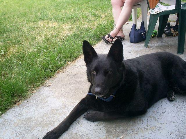 this is ringo' my bud