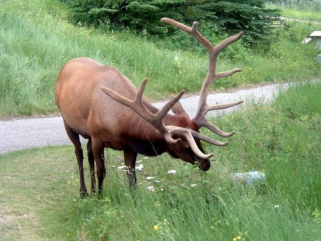 Elk