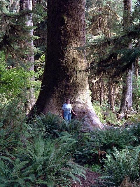 Ho Rain Forest
