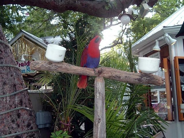 Key West 6