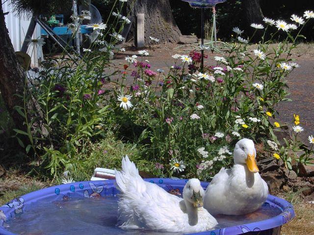 The Ducks