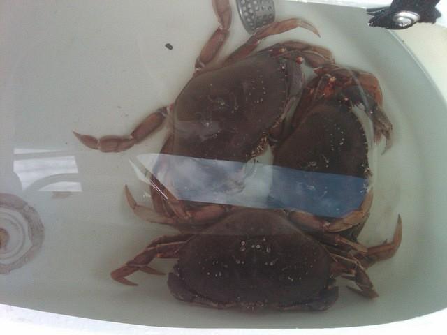 Crabs