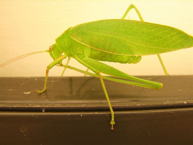 katydid bug