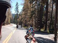 Riding Through The Pines