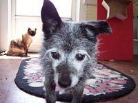 Hey Rebel, Hissy the cat and Cecil the dog say Hi from Nebraska, come see us again sometime.