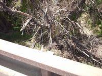 Just To Give You All An Idea Of This That Tree Is About 25 Feet Down There And The River Dose Flood It, Hence The Elevated Highw