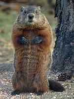woodchuck twerk