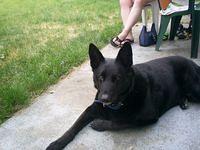 this is ringo' my bud