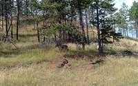 Custer SP 5
