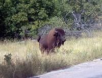 Custer SP 7