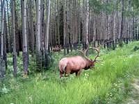 Elk 2