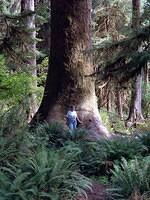 Ho Rain Forest