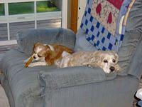 The Dogs