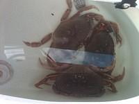 Crabs