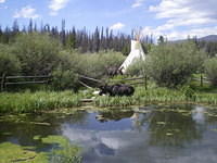 rmnp moose2