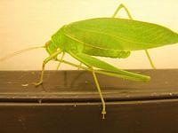 katydid bug
