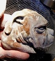 Bebe's Baby rough finals with glass eye.  A best friends Boxer I am carving out Picasso Marble for her